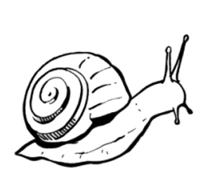 शङ्खे किरा