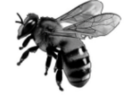 उडिरहेको माहुरी